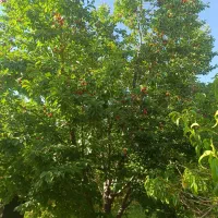 آلبالو پیوندی درجه یک کرج