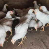 جوجه تخمی سالم