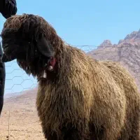 گوسفند