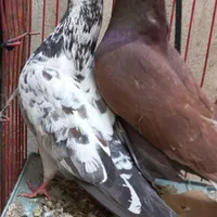کبوتر گرفته