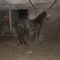 مادیان یورقه