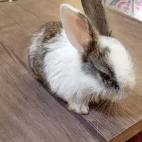 خرگوش
