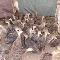 جوجه بوقلمون