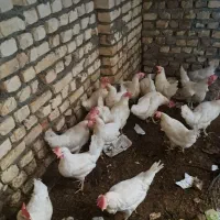 مرغ ماشینی جوان