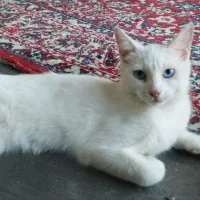 گربه پشمالو چشم یخی