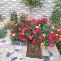 باغ-500متری-قلعه-سفید