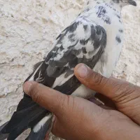 کفتر