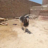 تروشک نره