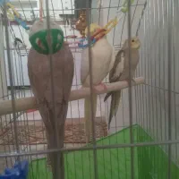 3عدد عروس هلندی 3ماهه نر