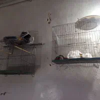 دو عدد قفس پرنده