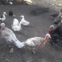 بوقلمون برنزه نرواردک نرچاق وسنگین وزن