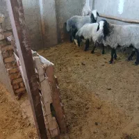 قوچ شال