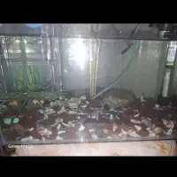 آکواریوم بزرگ