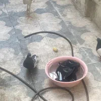 جفت سینه