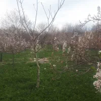 باغ/با درختان جوان