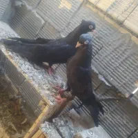 کفتر