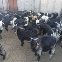 کره بزغاله نر بختیاری