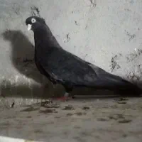 کبوتر صرب نر