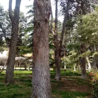 خرید و برش انواع چوب باغی