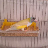 فنچ گلدین سر طوسی جفت بنگالی معاوضه