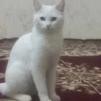 گربه اسکاتیش ماده