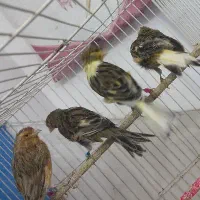 چهار عدد قناری کاکلی