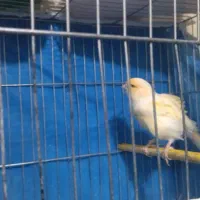 یک جفت قناری مزایکی