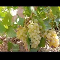 انگور کشمش تازه وارگانیک