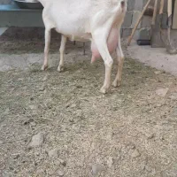 یک راس بز سانن اصل شیرده وابستن