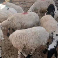گوسفند