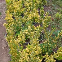 فروش شمشاد طلایی ، ترون، برگ نو