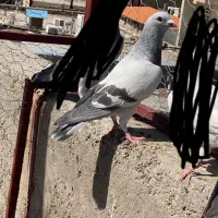 تعدادی نر|پرنده|بم, |دیوار