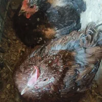 مرغ کرچ