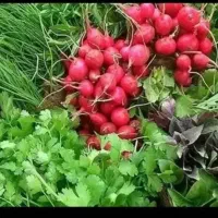 سبزی برگشتی ۷۵۰۰