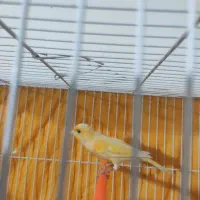 قناری پرتقالی مست شلاقی