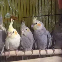 فروش عروس هلندی خاکستری