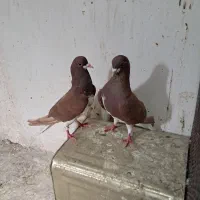 طوقی|پرنده|شیراز, منصورآباد|دیوار