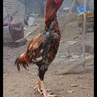 تخم نطفه دار لاری حجازی افغان