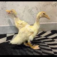 ۲ تا جوجه اردک ۳ ماهه