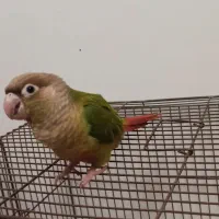 طوطی گریچینگ