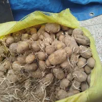 سیب زمینی دامی