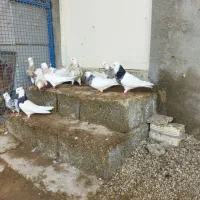 کبوتر
