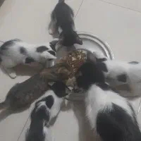 واگذاری ۳گربه باهم