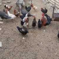 فروش مرغ رسمی جوان 2ساله