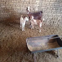 بزدورگ