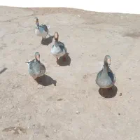 غاز ۱۲۰۰|حیوانات مزرعه|شوشتر, |دیوار