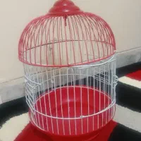 قفس کوچک