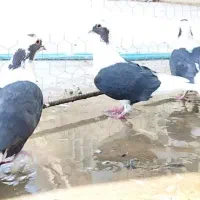 4تا دسته کفتر