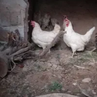 مرغ ۹عدد