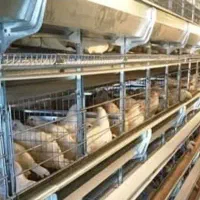 فروش-مرغداری-تخمگذار-مکانیزه-260هزارقطعه-ای-اتومات